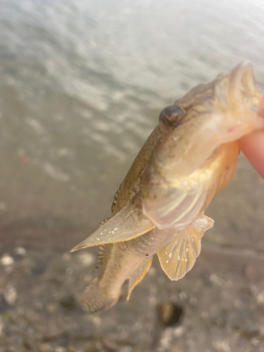 ハゼの釣果