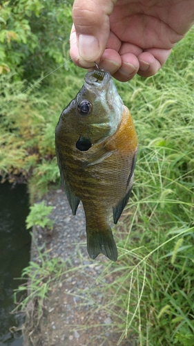 ブルーギルの釣果