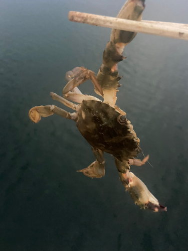 イシガニの釣果