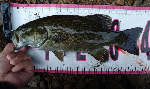 スモールマウスバスの釣果