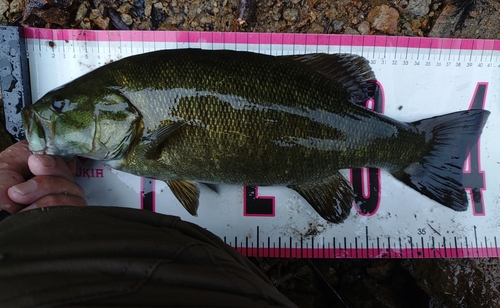 スモールマウスバスの釣果