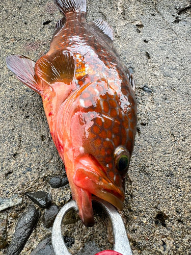 アコウの釣果