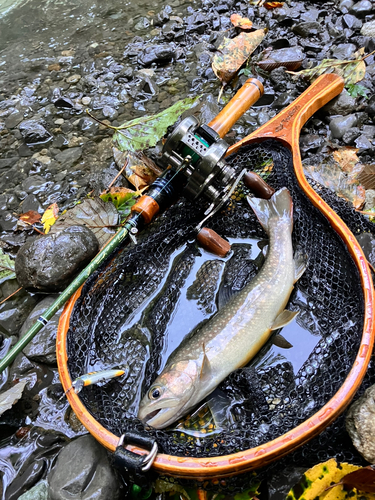 イワナの釣果