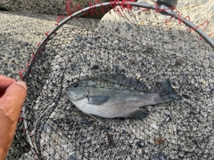 メジナの釣果