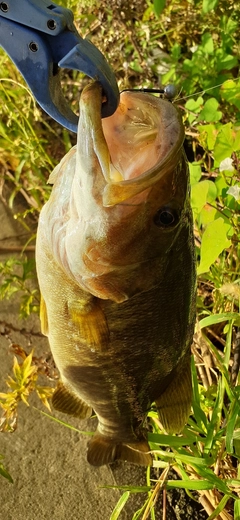 スモールマウスバスの釣果