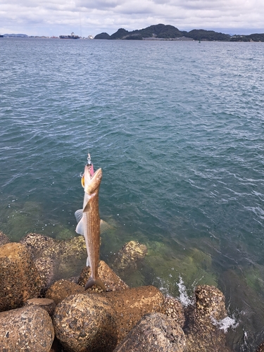 エソの釣果