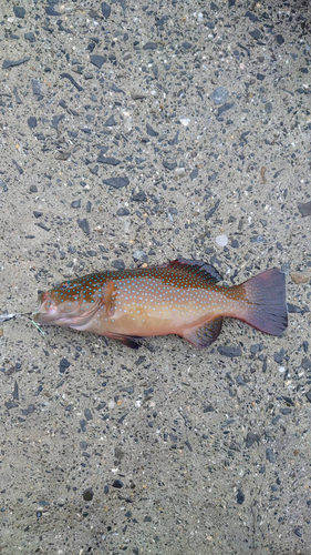 アオノメハタの釣果