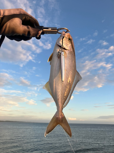 ショゴの釣果