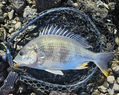 キビレの釣果