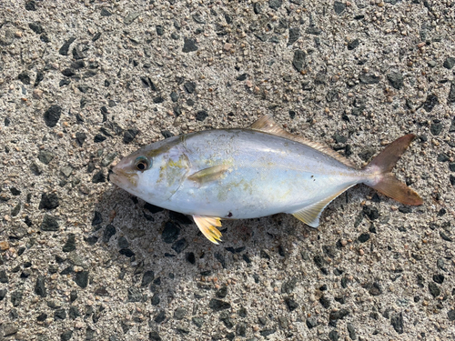 ショゴの釣果