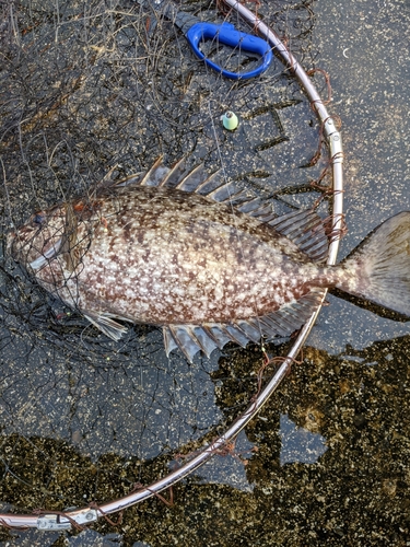 アイゴの釣果