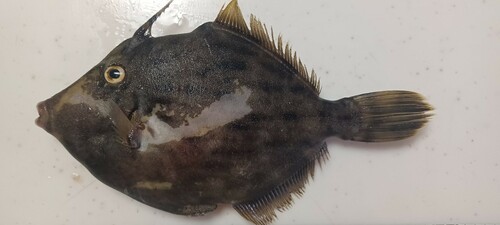 カワハギの釣果