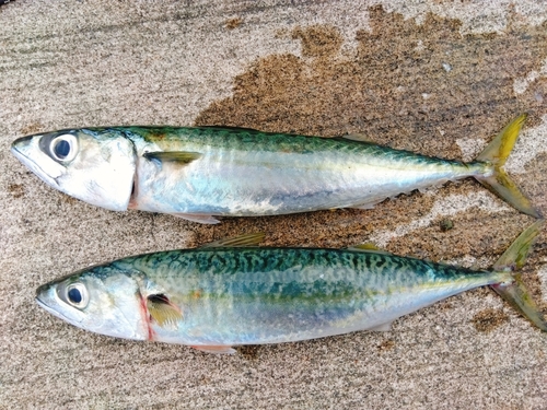 サバの釣果