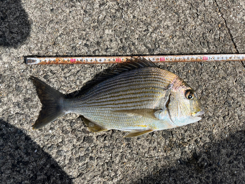 ヘダイの釣果