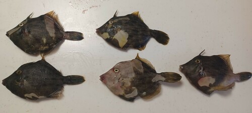 カワハギの釣果