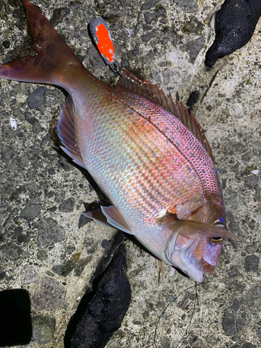 マダイの釣果