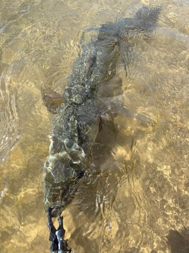 スズキの釣果