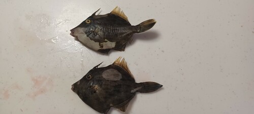 カワハギの釣果