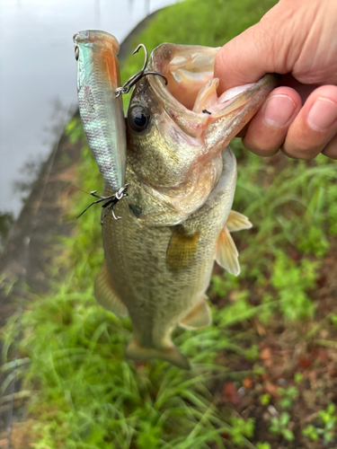 ブラックバスの釣果