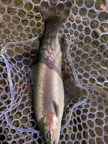 トラウトの釣果