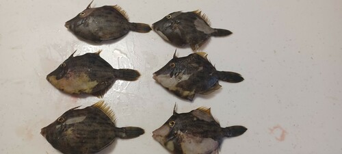 カワハギの釣果