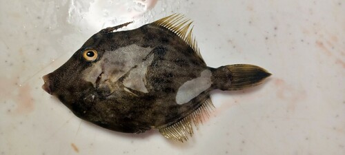 カワハギの釣果