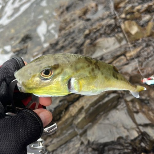 シロサバフグの釣果