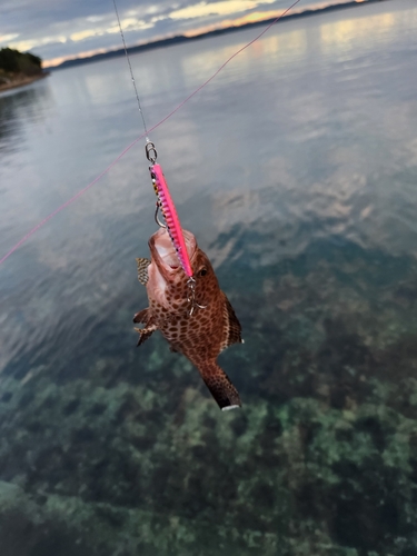 オオモンハタの釣果