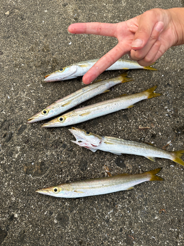 カマスの釣果