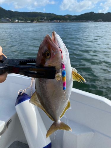 カンパチの釣果