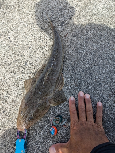 マゴチの釣果