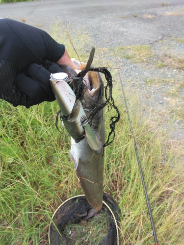 ナマズの釣果