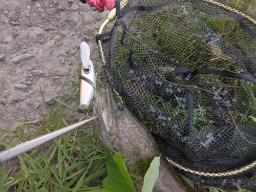 ライギョの釣果