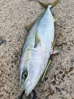 イナダの釣果