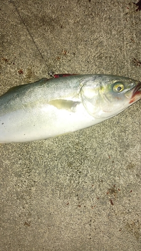 ワカシの釣果