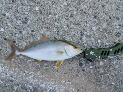 ハマチの釣果