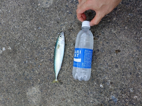 サバの釣果