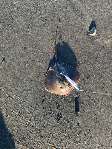 アカエイの釣果