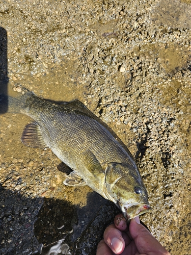 スモールマウスバスの釣果