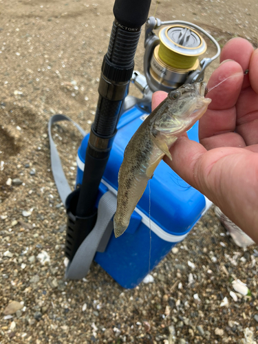 マハゼの釣果