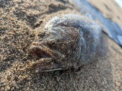 ソゲの釣果