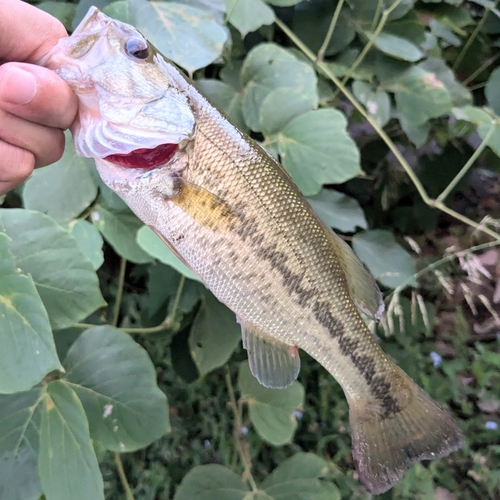 ラージマウスバスの釣果