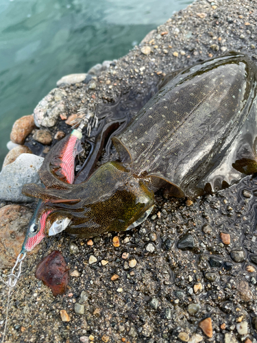 アオリイカの釣果