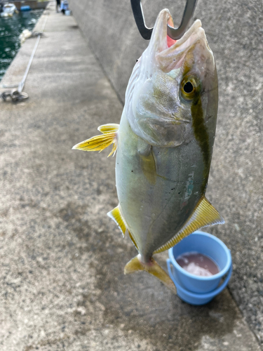 ショゴの釣果