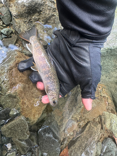 イワナの釣果