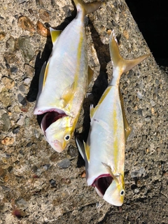 ショゴの釣果