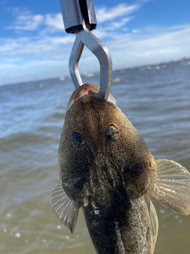 マゴチの釣果