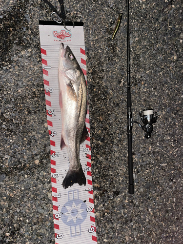 シーバスの釣果