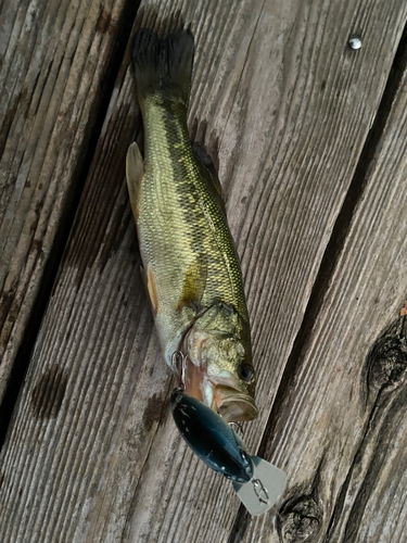 ラージマウスバスの釣果