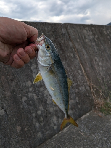 ワカシの釣果